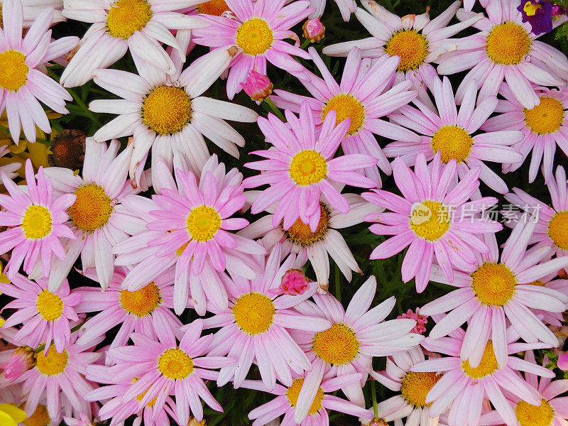 Argyranthemum frutescens